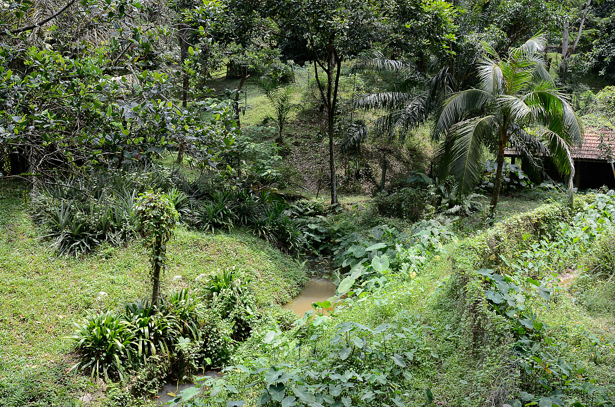 来海南吧,霸王岭国家森林公园的动植物多稀奇呀?