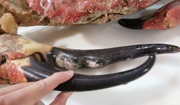 花1万买了只"螃蟹",本以为膏满肉肥,掰开蟹钳后,傻眼了