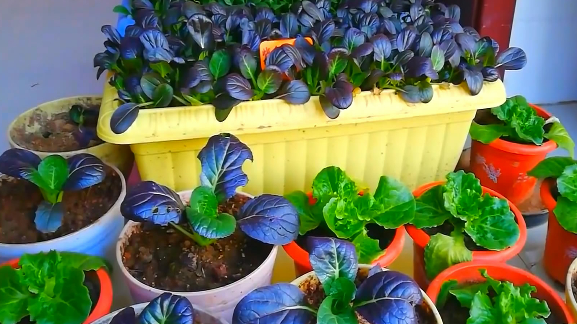 阳台种植蔬菜的小技巧,过程非常的简单!