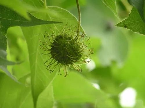 精油課堂|消除皮炎和收斂粘液——楓香精油 liquidambar