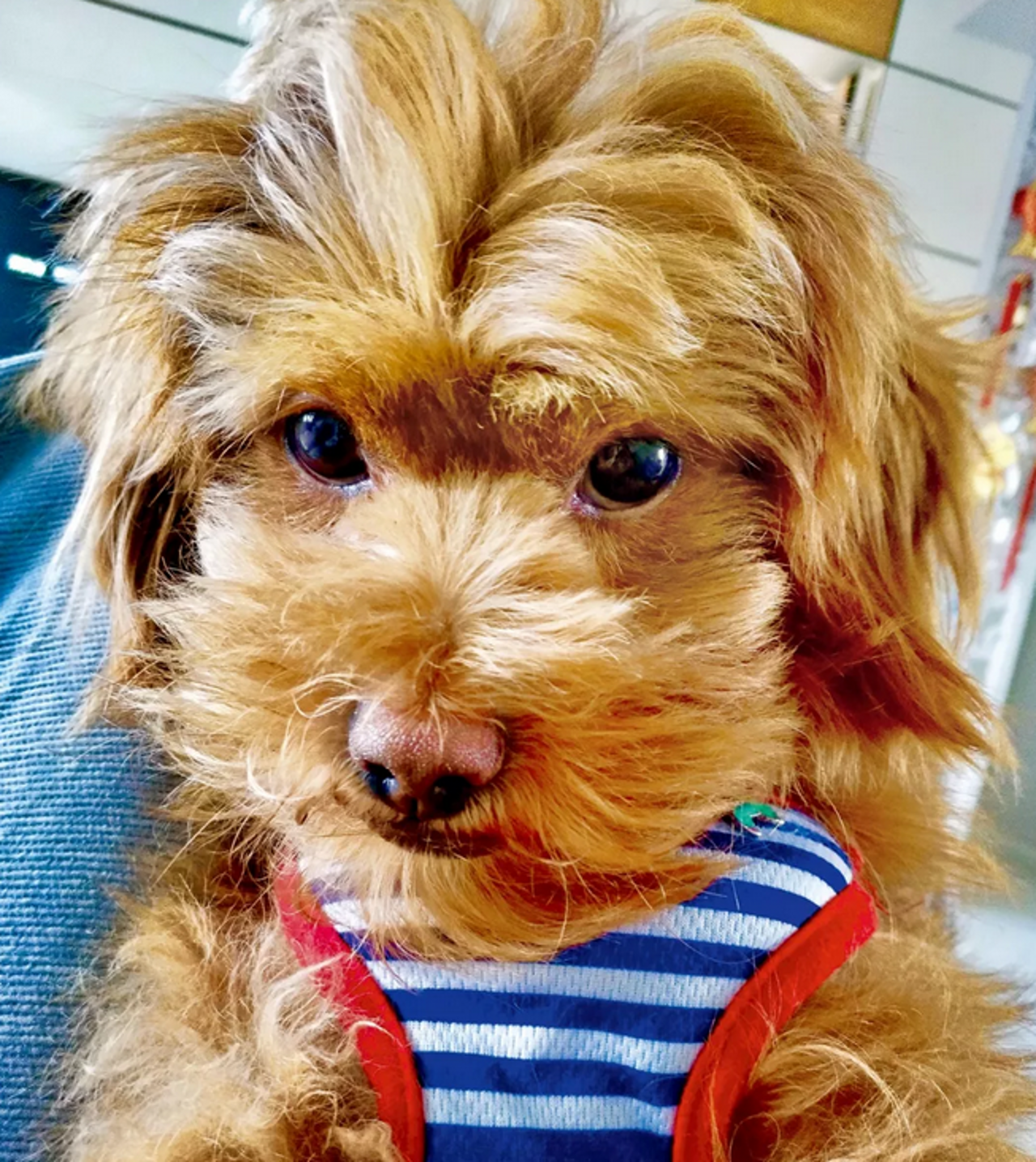 萌萌的大脸狗,能够把狗狗拍的脸大还好看的,真是厉害了!