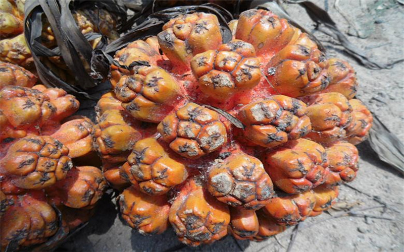 样子怪异的山菠萝,竟然还有毒?