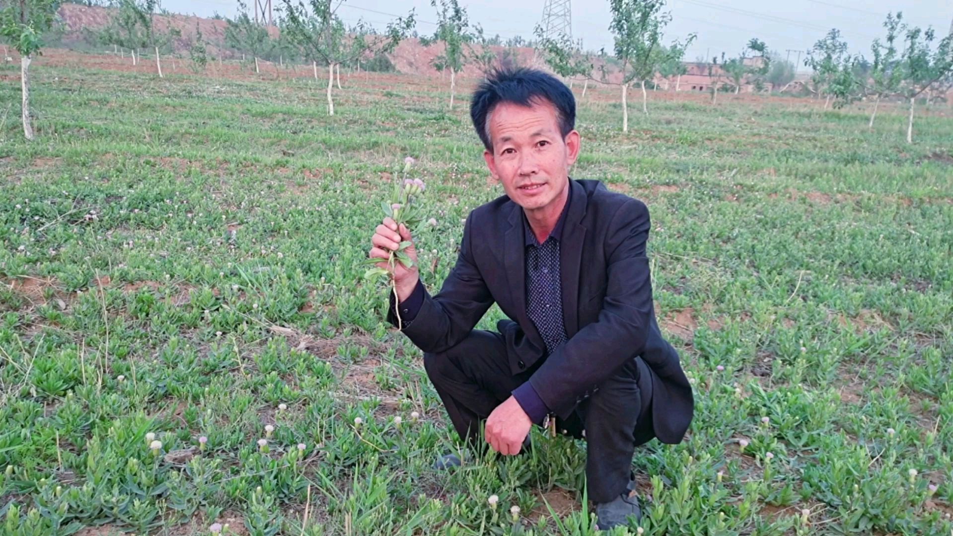 刺菜刺菜,有利有害,除了可以当野菜吃,你对它还了解多少