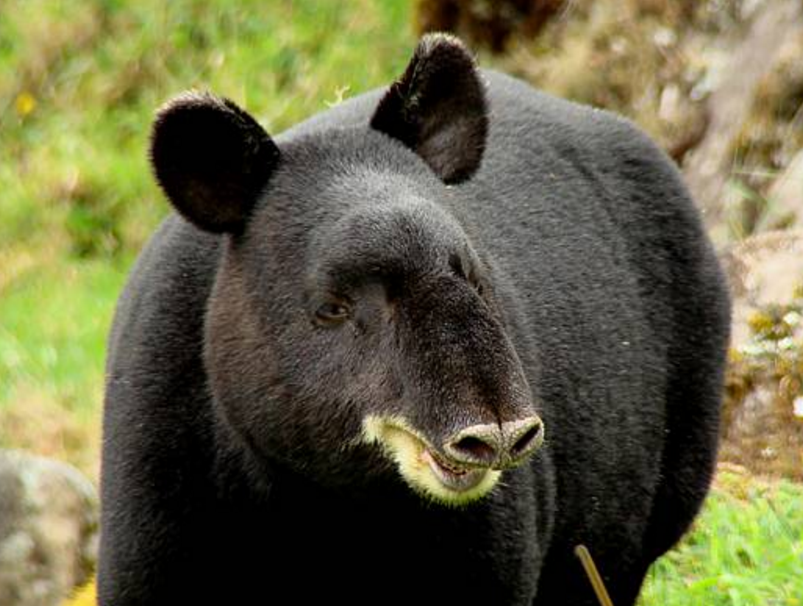 山貘,一种奇特的动物,长相有些呆萌