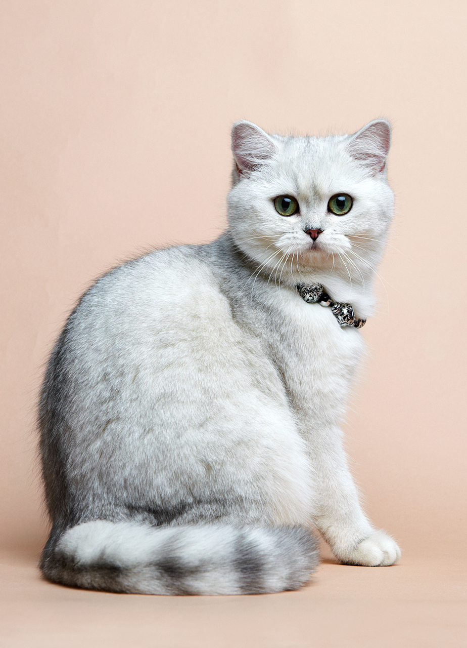 银渐层猫,是非常迷人且受欢迎的猫咪品种,英短银渐层属于英国短毛猫.