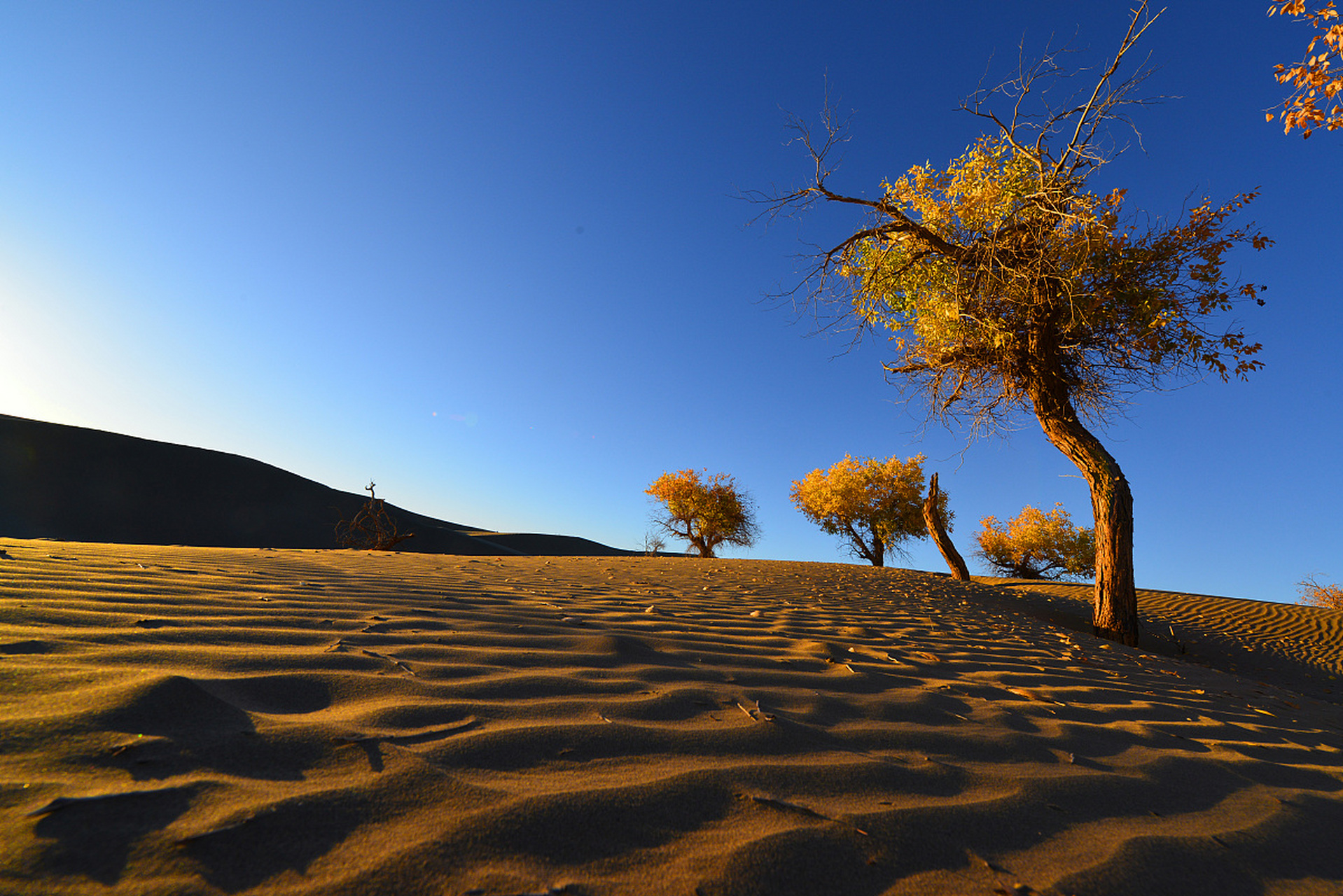 额济纳位于内蒙古西部,拥有壮观的沙漠风光,悠久的历史文化和独特的