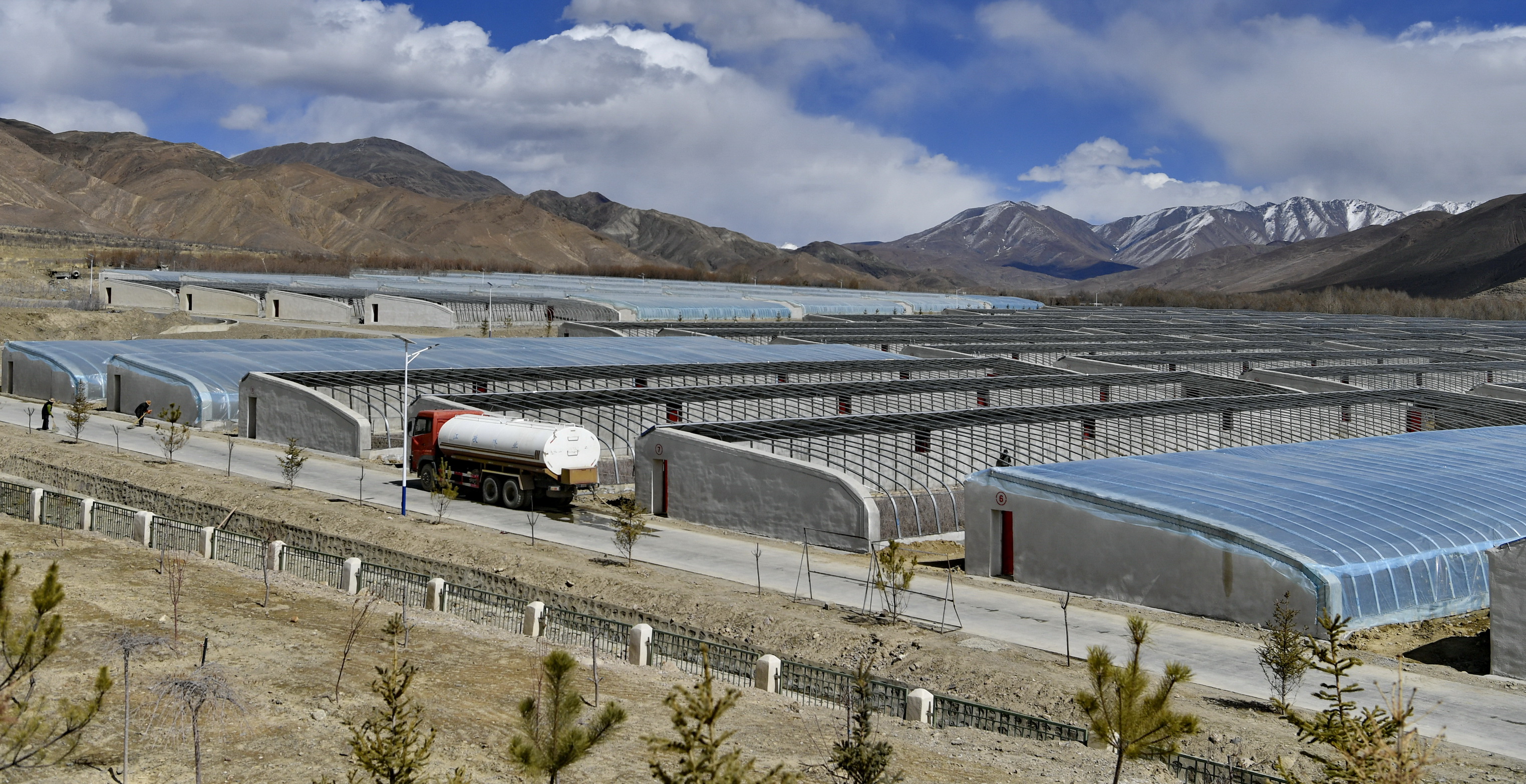 西藏江孜:发展沙棘产业助脱贫(1)