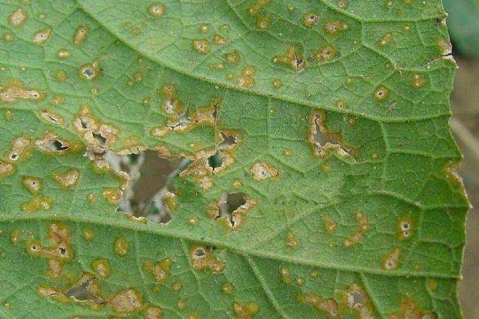 导语:南瓜苗子叶发黄多种因素影响,气候,病害,水量和肥料等因素引起