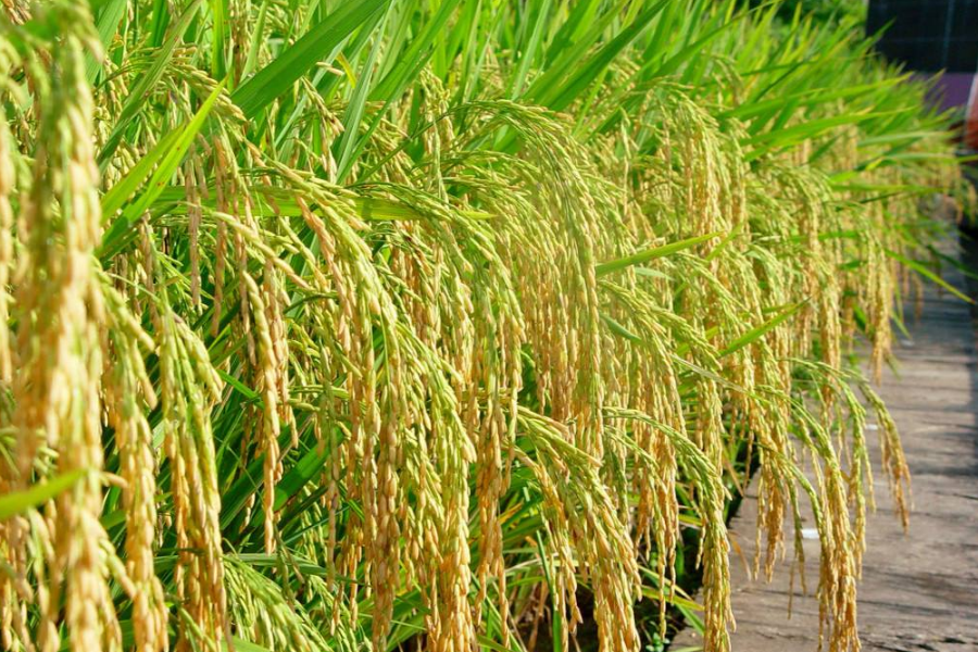 水稻- 热门商品专区