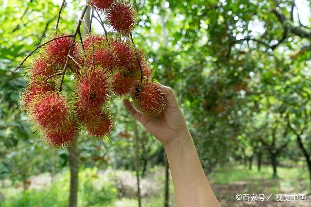 中国的台湾,海南有种植,云南西双版纳有野生红毛丹.