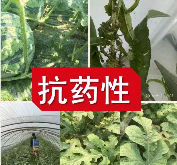 农药为啥越用效果越差?抗性该如何避免?