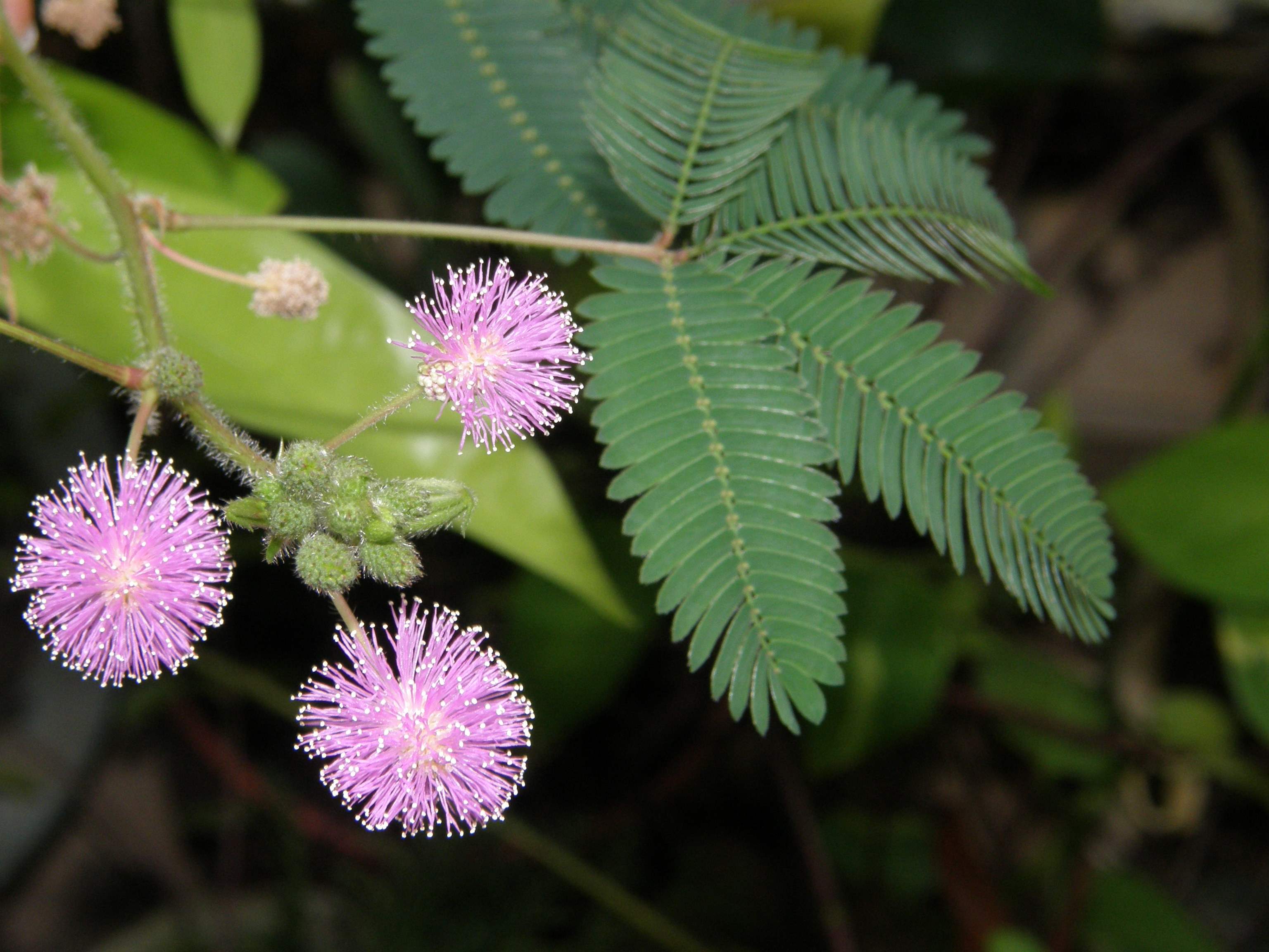 还有一种就是有害的,尤其是会危害农作物的生长,这