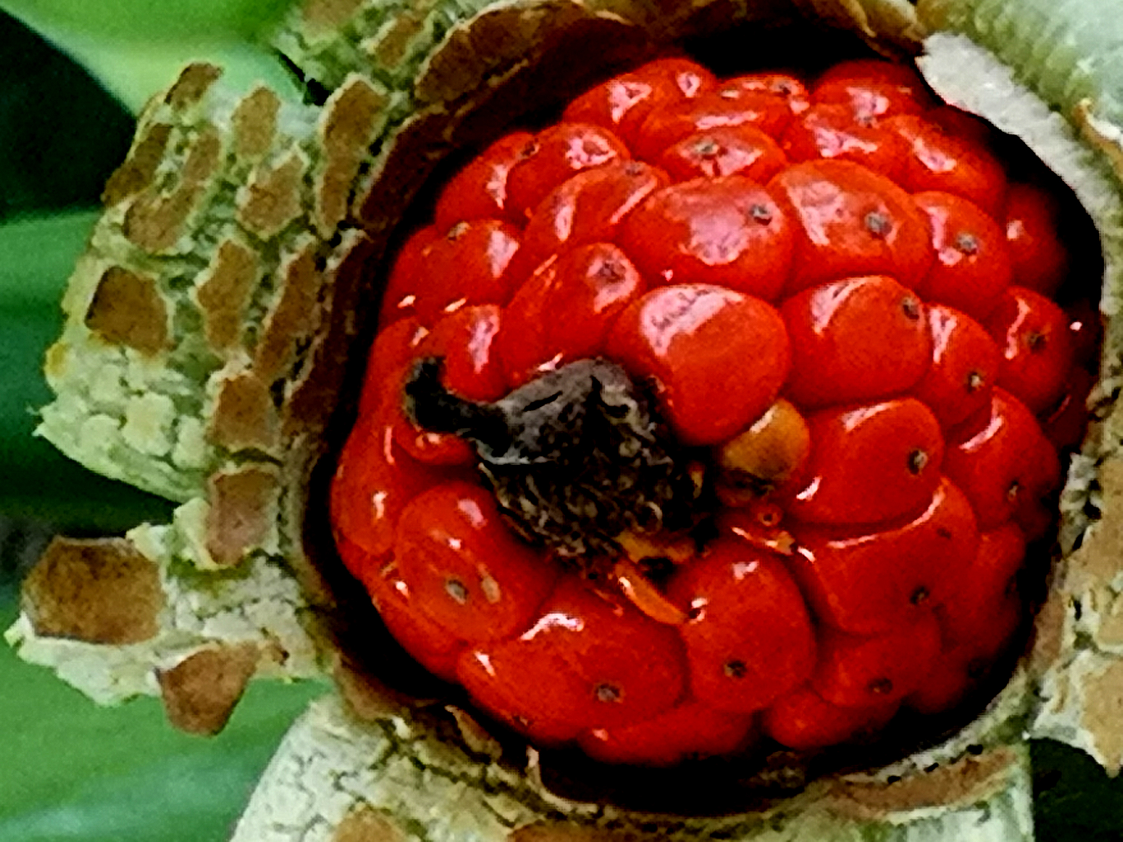 水观音植物果实一