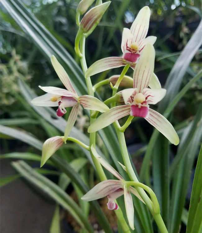 兰花,从古至今都是比较受群众欢迎的花卉,它的花朵与众不同,老远看去