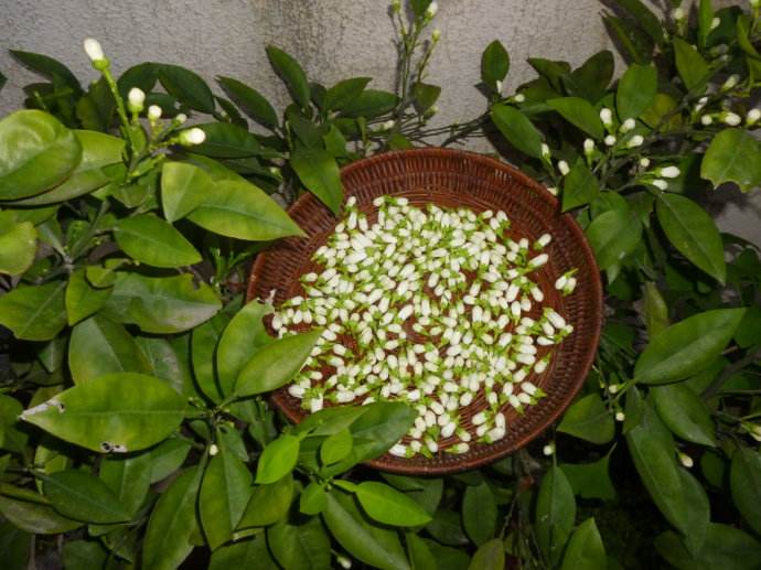 学会这些,玳玳盆栽养护没烦恼,教你快速摆脱新手期