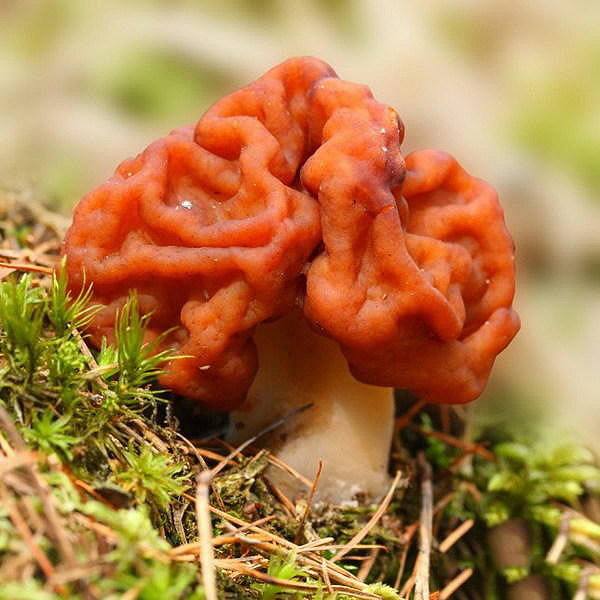 松柏树下这种菌,外形好似羊肚菌,却有好多人不敢吃