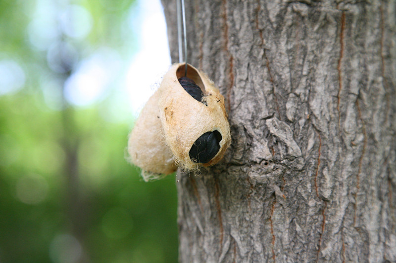 树林里出现不明大虫茧,这些茧是谁挂在树杆上的?