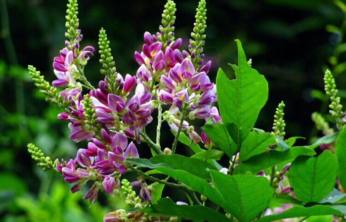 有一种藤蔓植物,看起来并不起眼,但是却是常见的中药材哦!