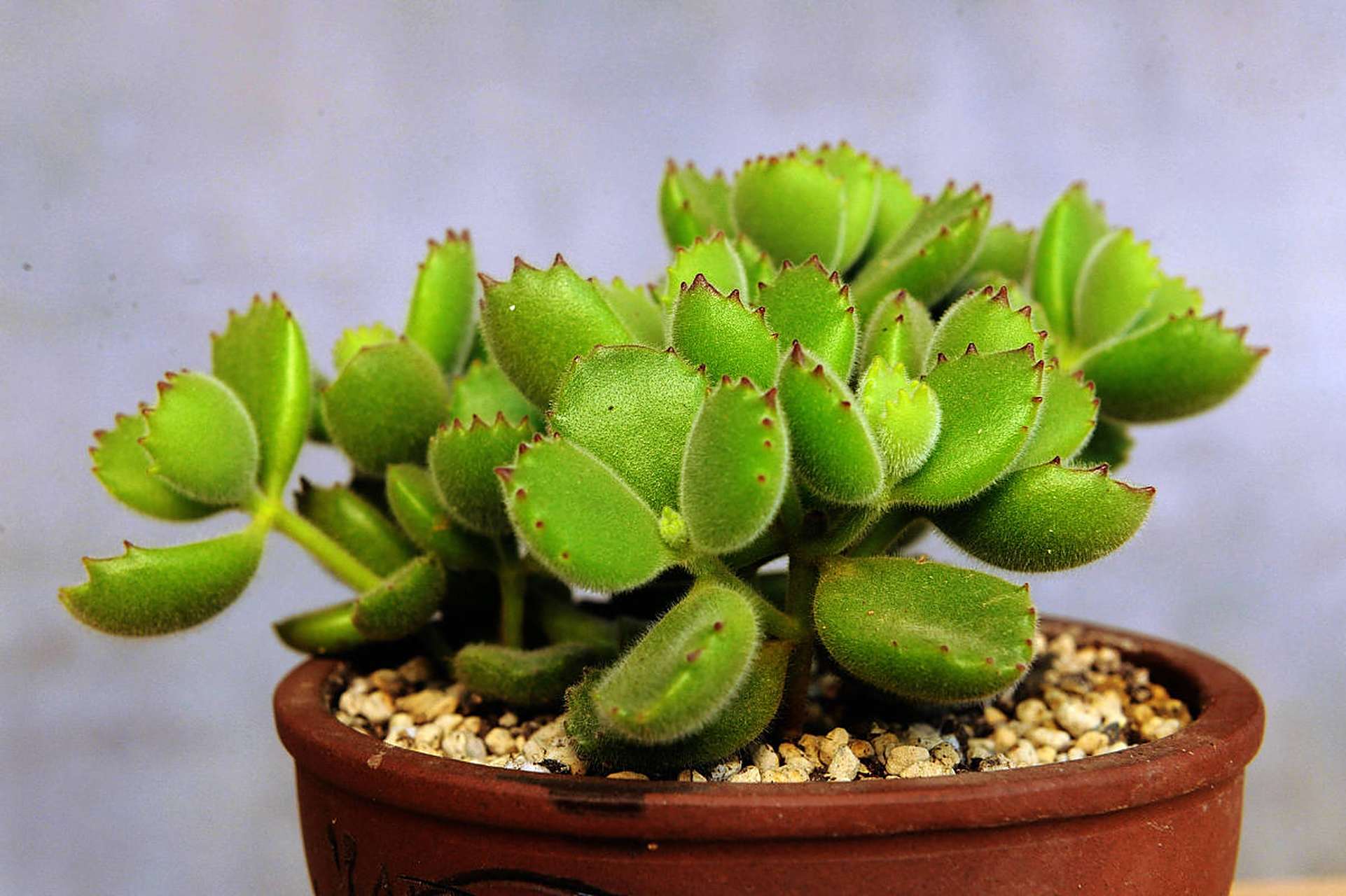 摘要:本文探讨了熊童子掉落的叶子进行叶插的过程,揭