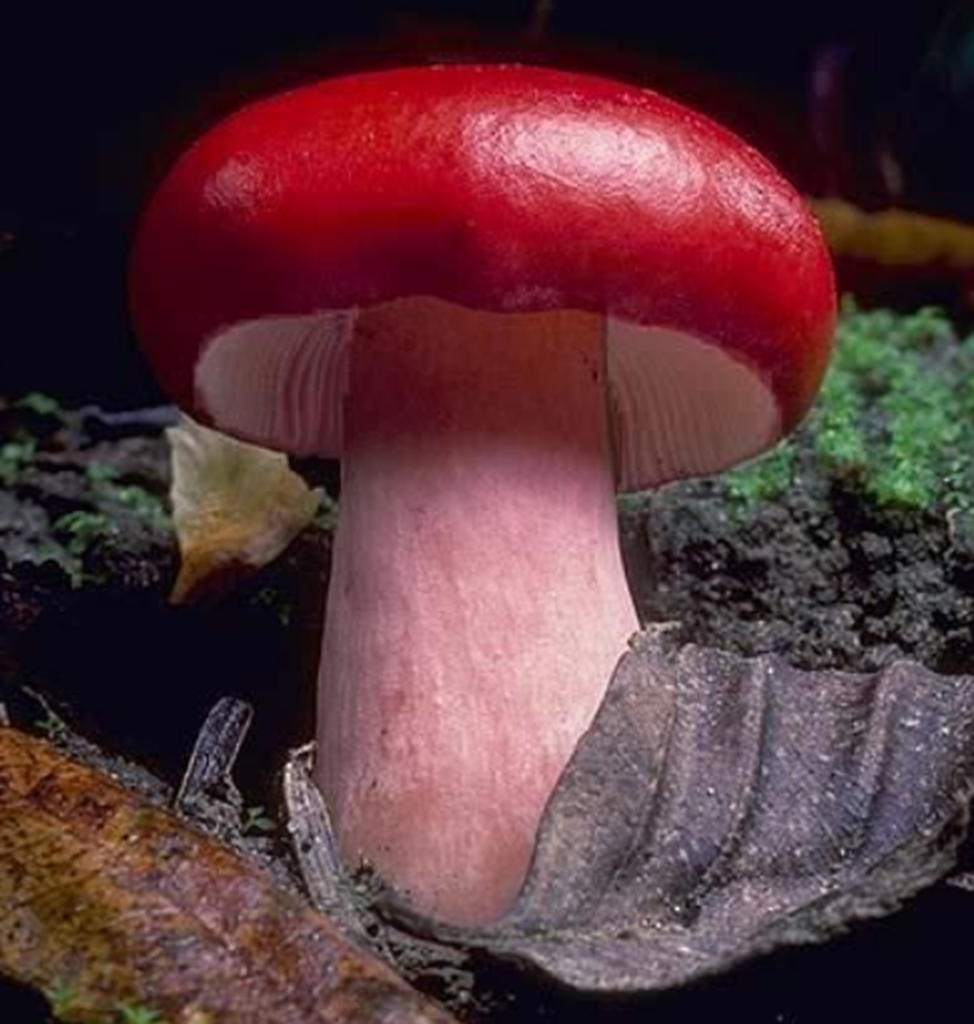 红色野生蘑菇图片大全图片