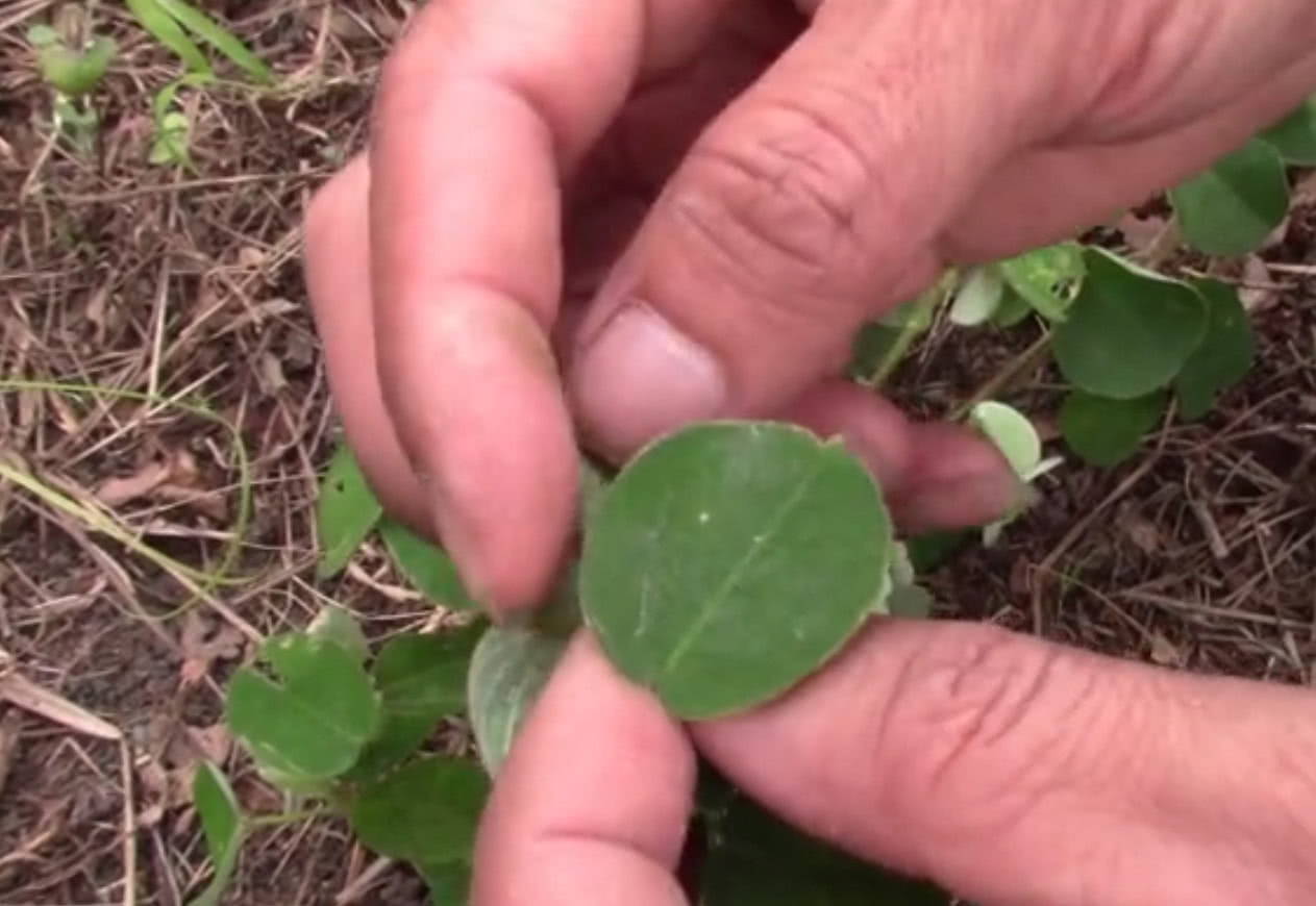 农村这种野草珍贵而稀少了,有着很高的药用价值,你们认识吗?