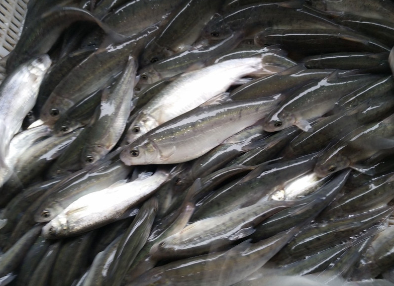 此鱼四川雅安才有,"以石浆为食",如今数量稀少一斤120
