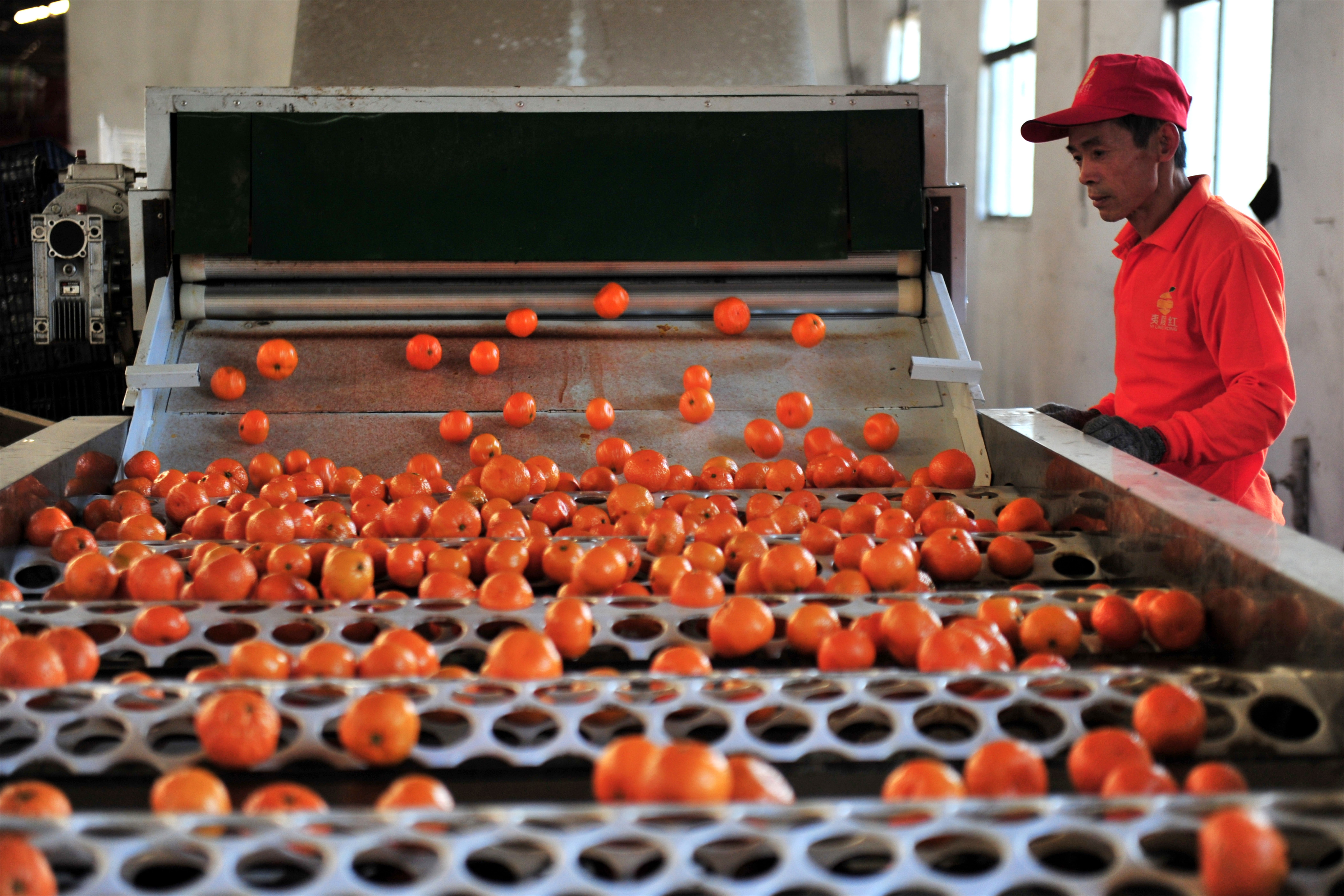湖北宜昌:柑橘飘香出口忙