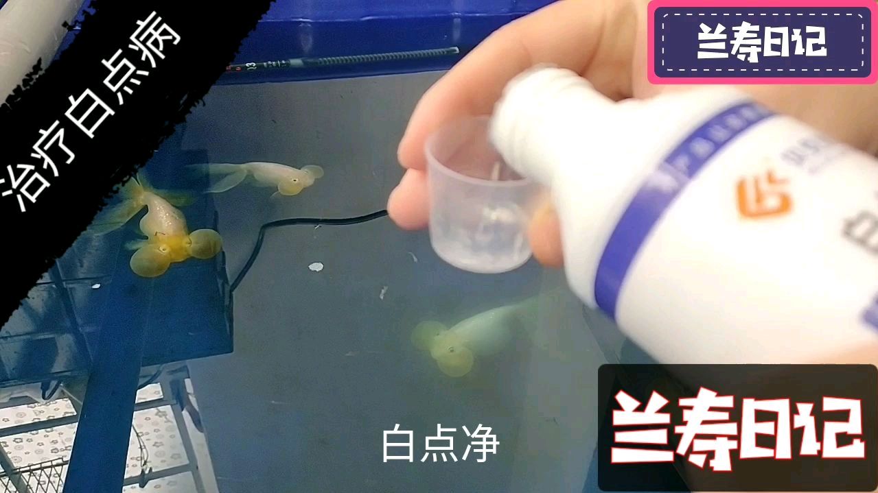 金鱼白点病的治疗方法
