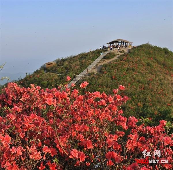 大熊山十里杜鹃图片