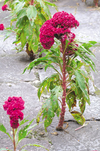 大神们,这是什么花呢?感觉繁殖能力挺强的,随便种哪都能活!