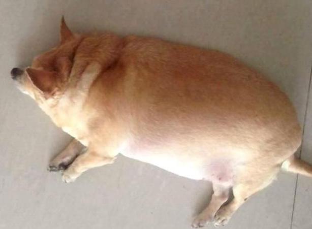 送给爷爷一只柴犬,半年后去爷爷家看望,网友:别让我再看见它!