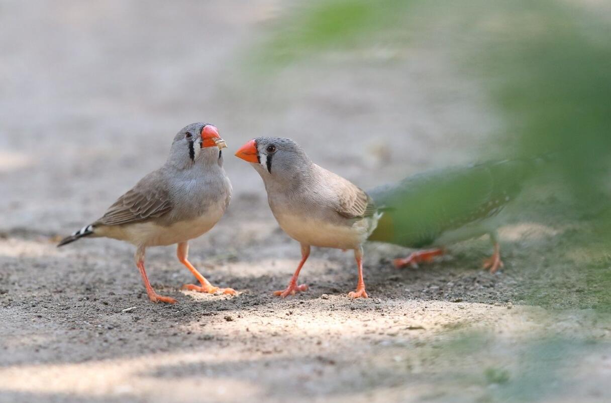 "斑马雀"具有先知能力?科学家:或能预测高温,45度天气可幸存