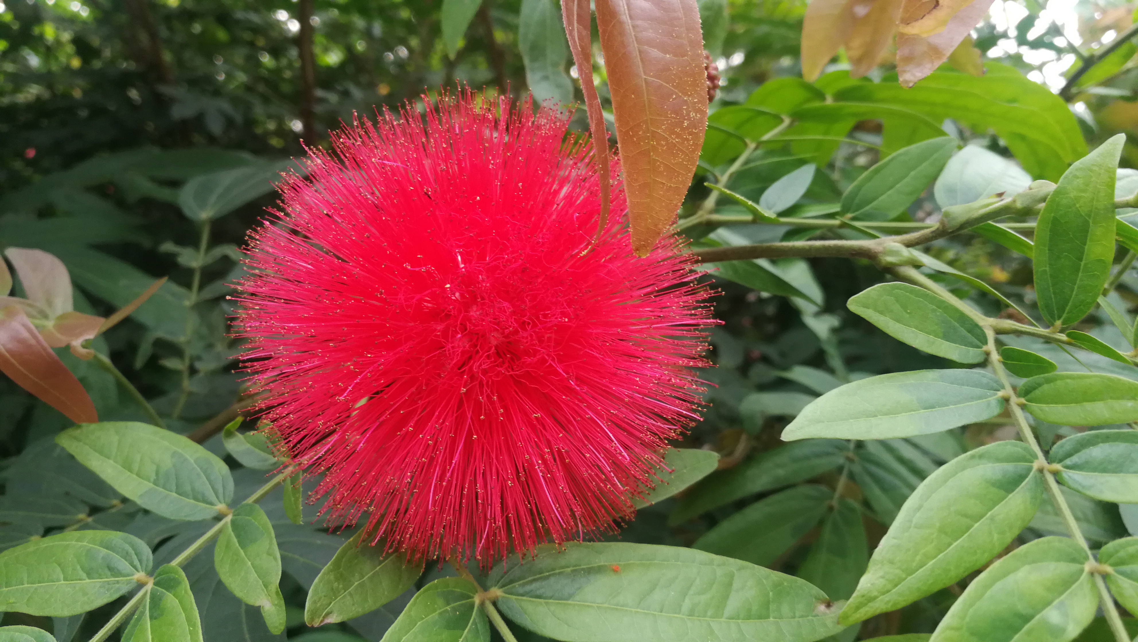 公园里的花像图片