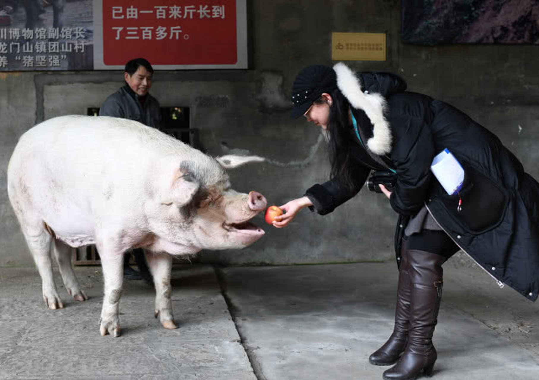 汶川猪图片