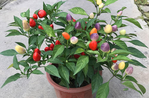 观赏小辣椒种阳台,养护要点都在这里,老花匠教你怎么安全过冬!