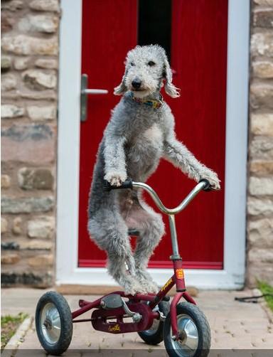 当狗狗学会骑自行车后,结果是这样子的,太拉风了!