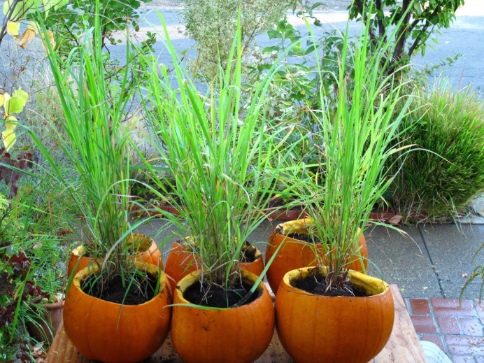 种植和使用柠檬草的信息和技巧