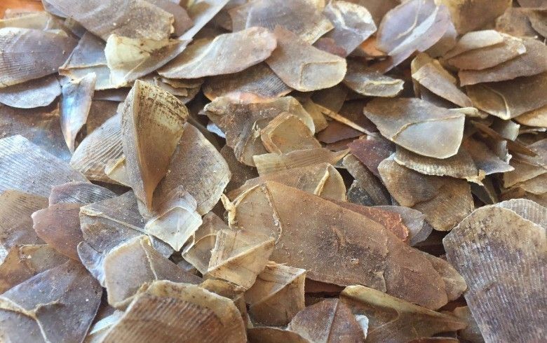 新加坡查获近13吨穿山甲鳞片,价值约5230万新元