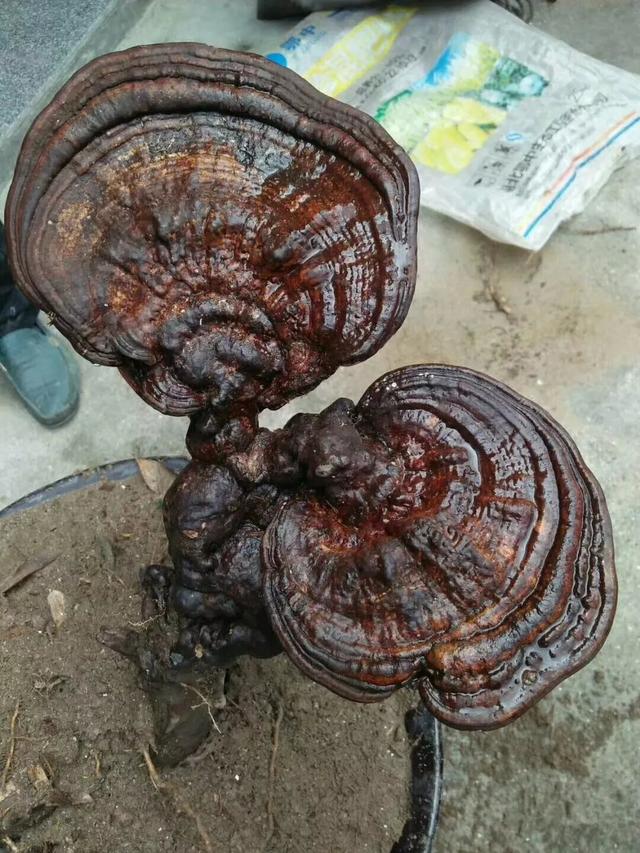 天岳幕阜山惊现"母子连心"珍贵野生灵芝