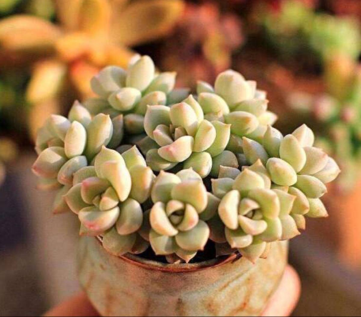 这8种适合新手的多肉植物好养又好看,你喜欢哪种?