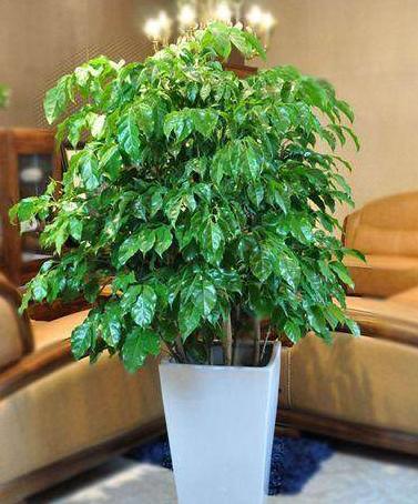 养人的这"4种"幸运树,好运连连,元气满满,特别是第3种!