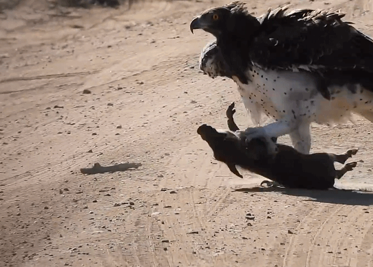 厉害了!路遇老鹰捕杀活野猪 鹰爪抓起野猪在地上拖行