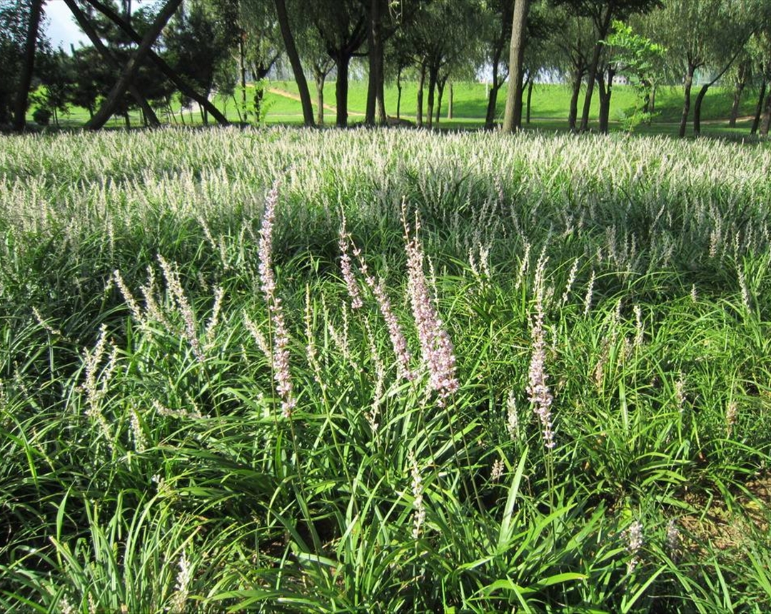 麦冬- 热门商品专区