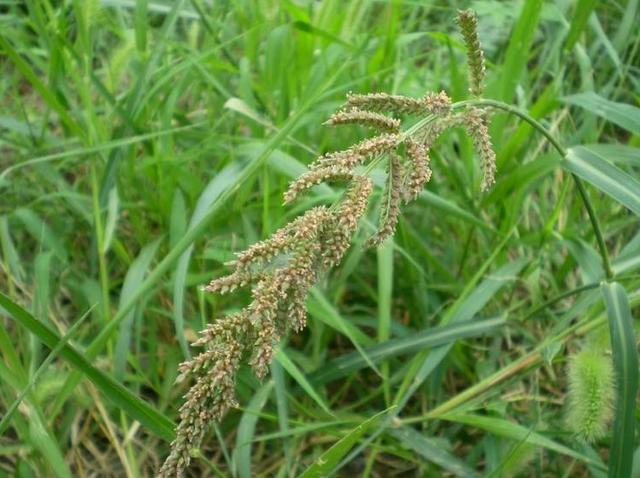 农村一种稻田杂草,影响水稻收成,但难以彻底断根
