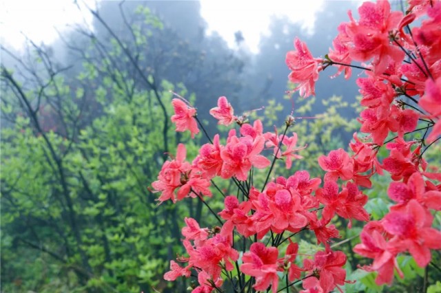 磐安滿山的杜鵑紅了!來玩!