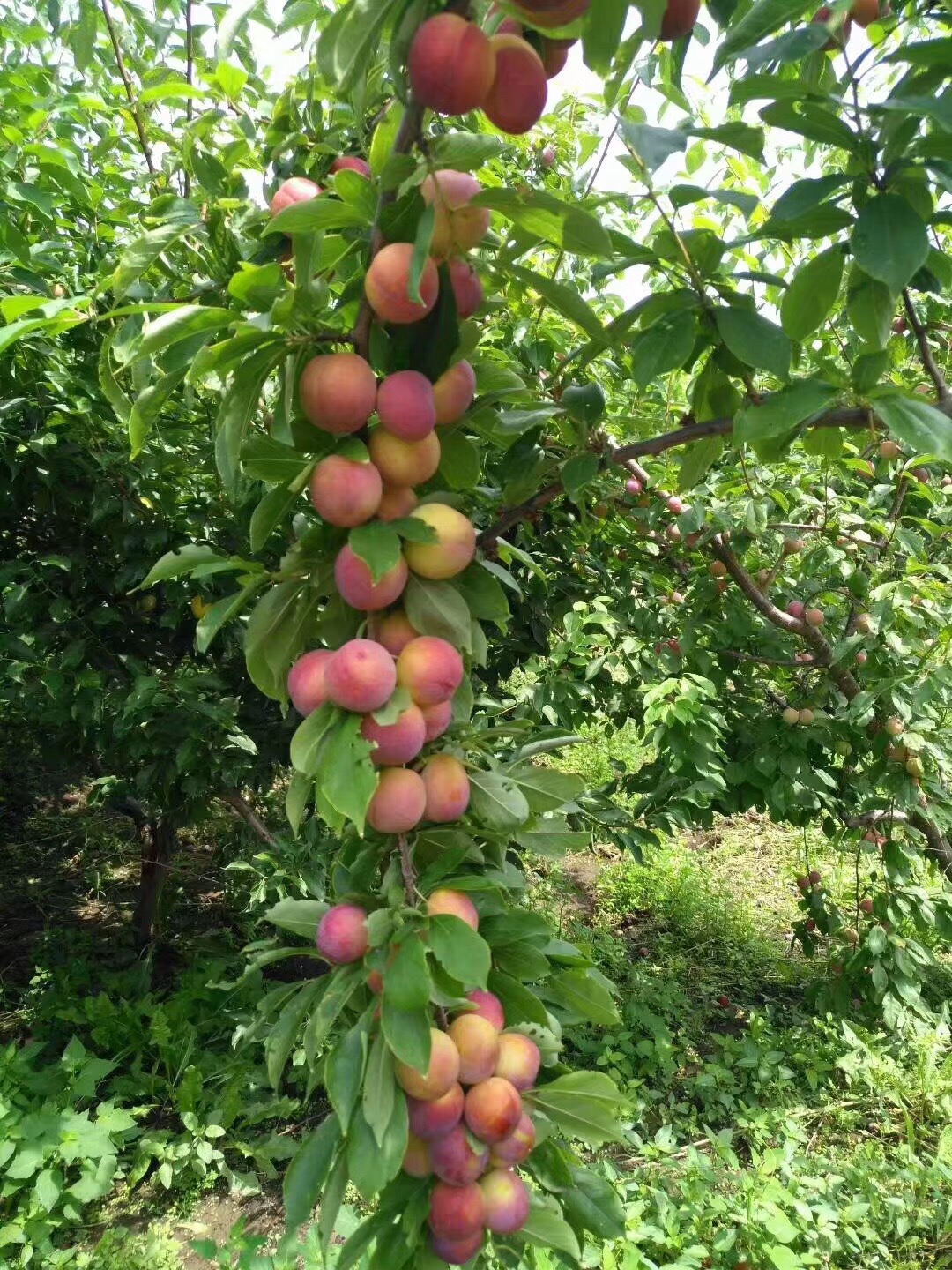 翠兰翠兰 - 热门商品专区