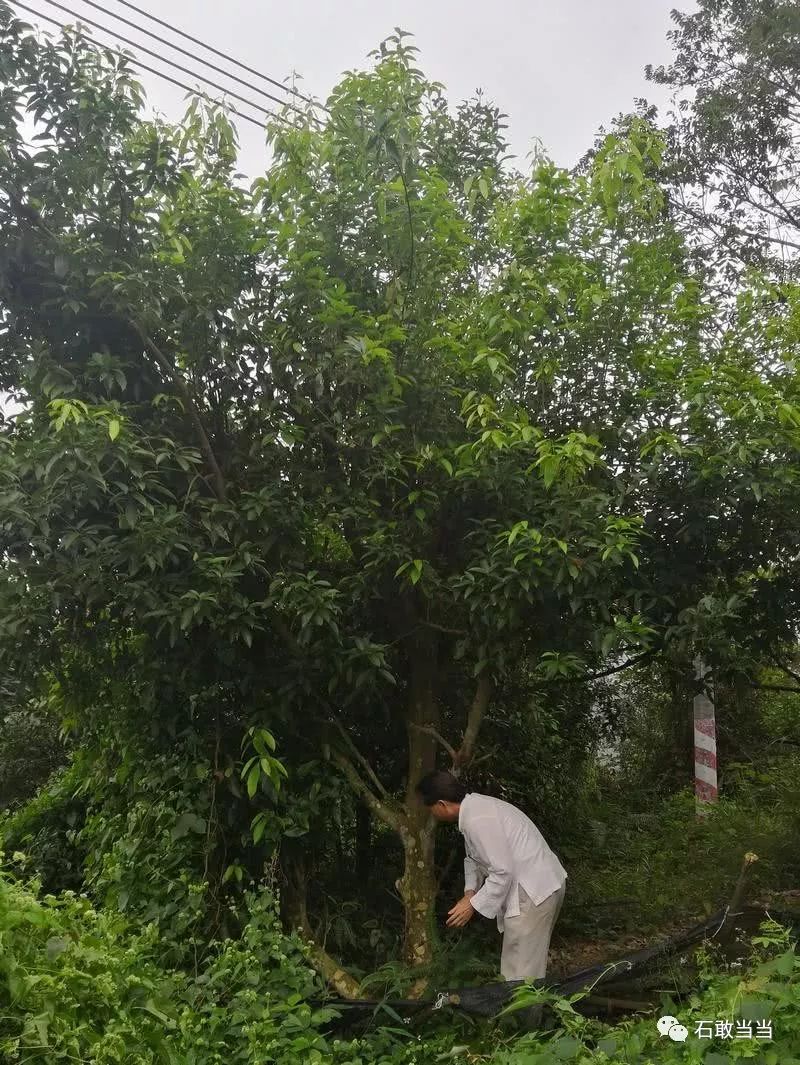 酥醪一村民年售罗浮山甜茶3000多斤