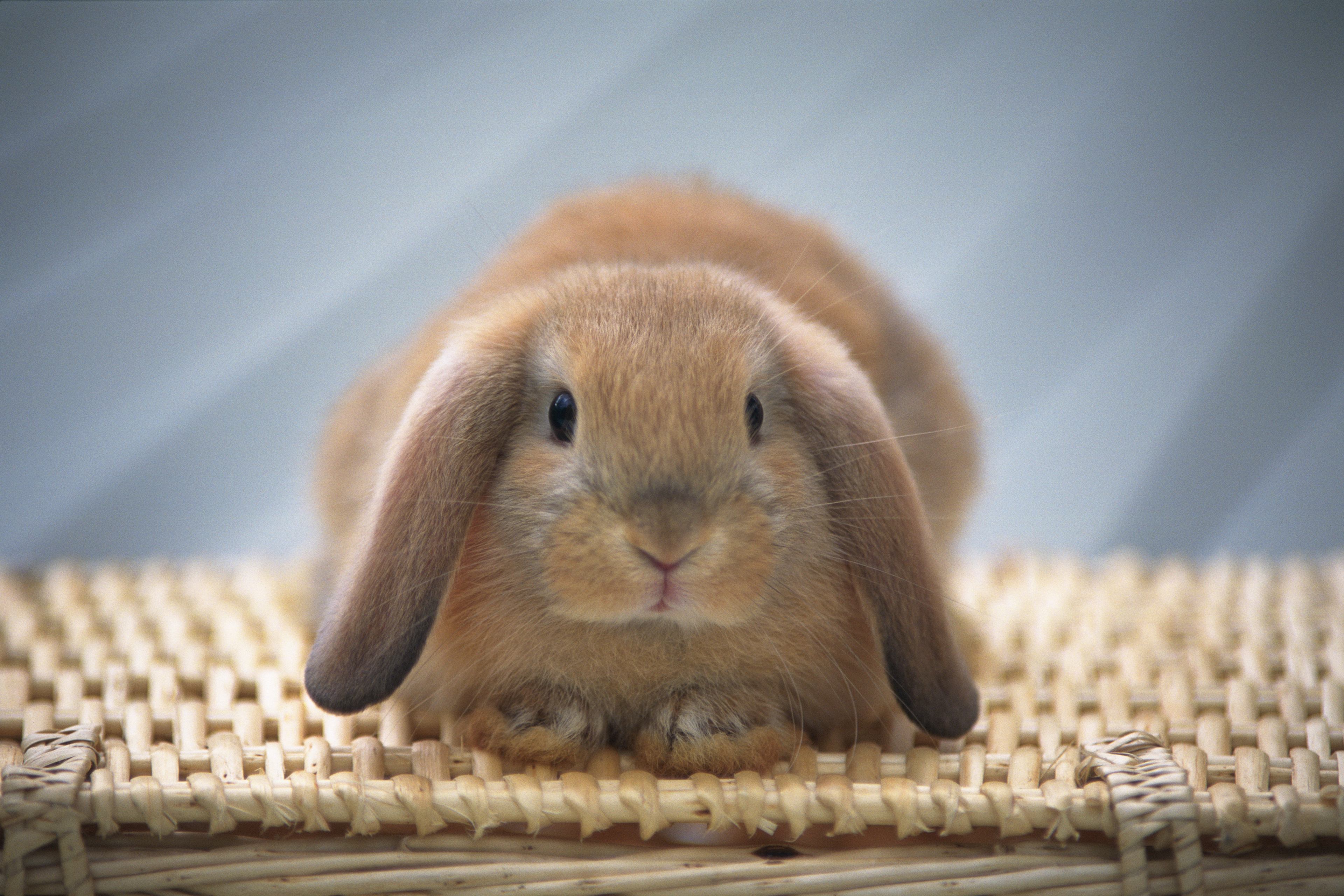 垂耳兔都有哪一些外型特征?