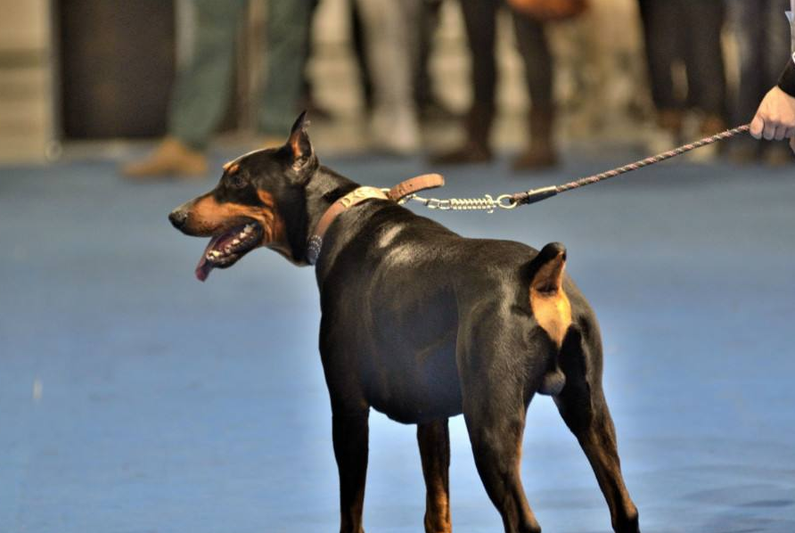 杜宾犬不断尾图片