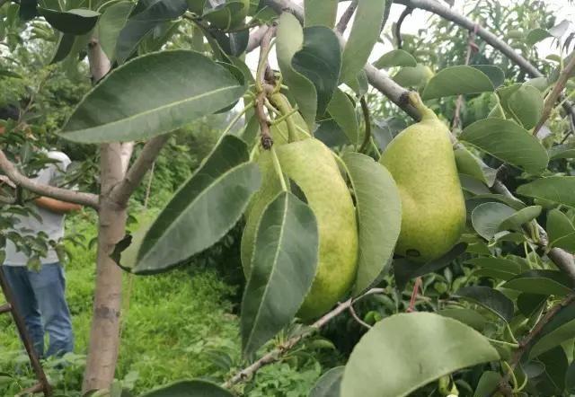 农村种植梨树为啥会出现铁头梨?如何解决这个问题?